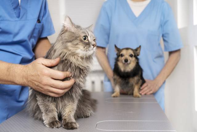 Medicina veterinária oferece mais de 80 possibilidades de atuação